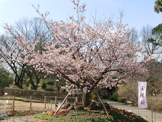 玉縄桜