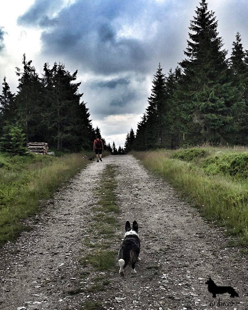 izery, góry, podróże z psem, z psem w podróży, wakacje z psem, z psem na wakacje, z psem na urlop, w góry z psem, izery z psem, karkonosze z psem, sudety z psem, cardimania, welsh corgi cardigan, cardigan, corgi, pies, psy, futra