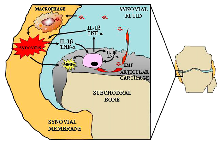 Chondroitin Sulfate as AntiInflammatory Pet Care Magazine Official