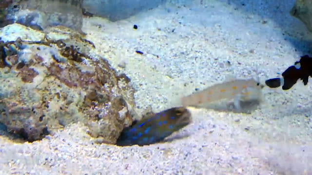 Tres peces de diferentes colores en el lecho marino