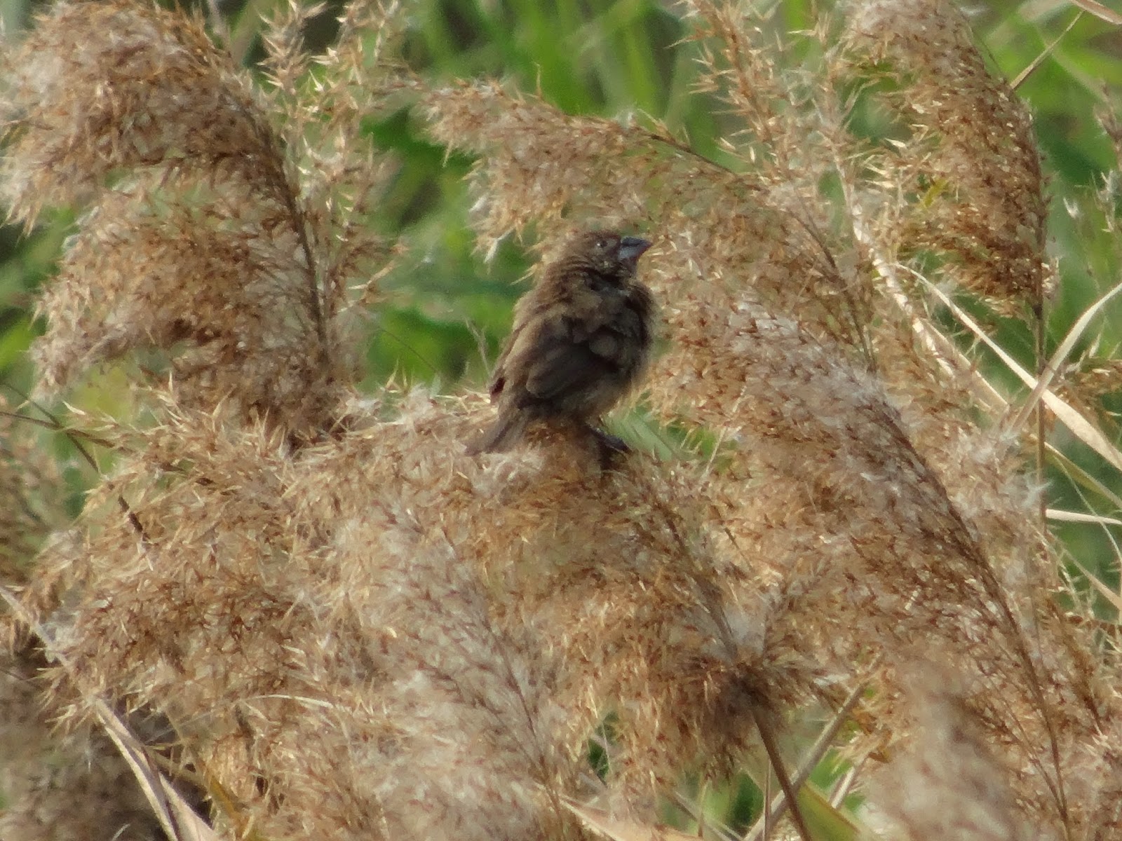 WEBS OF SIGNIFICANCE Bird watching at Hong Kong Wetland Park