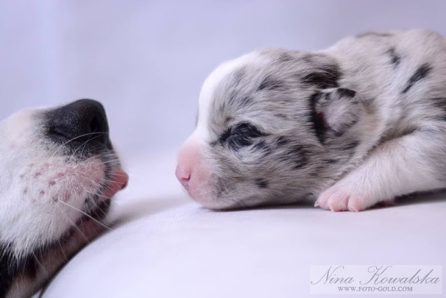 welsh corgi, welsh corgi cardigan, corgi, podróże, podróże z psem, z psem w podróży, wakacje z psem, życie z psem, z psem przez świat