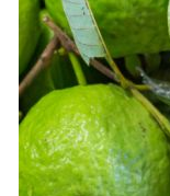 Guava fruit - Skin Hydration Guava fruit - Skin Hydration