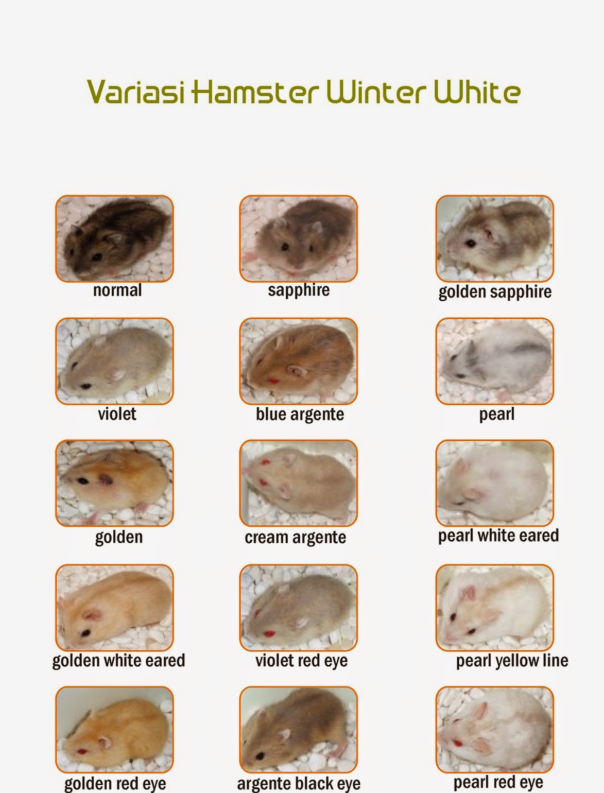 джунгарский хомяк серый. хомяк джунгарик. имена для хомячков. редкие окрасы джунгарских хомяков. джунгарский хомячок.