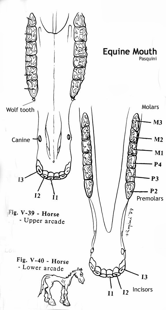 Diagram Horse Incisors Great Installation Of Wiring Diagram