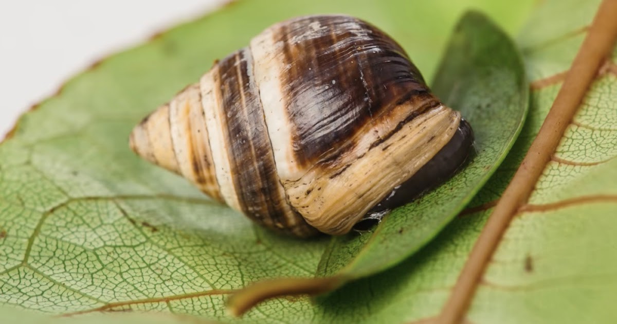 Dispatches from Volcano Sunday, January 13, 2019. About those denizens