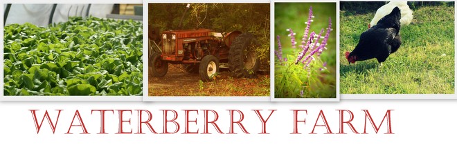 waterberry farm