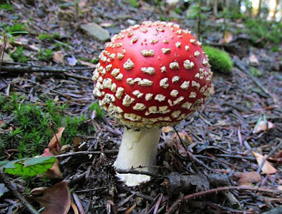 Muchomor czerwony (Amanita muscaria).