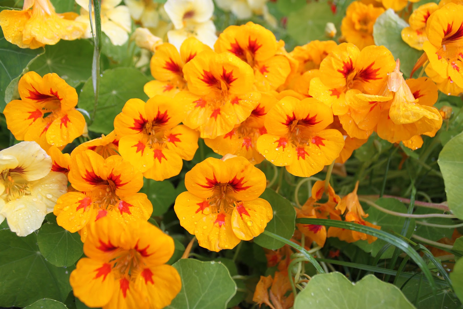 Edible Flowers in Alaska Alaska Master Gardener Blog