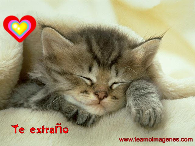 Imágenes de lindos gatitos con la frase lo siento mi amor, teamoimagenes.com