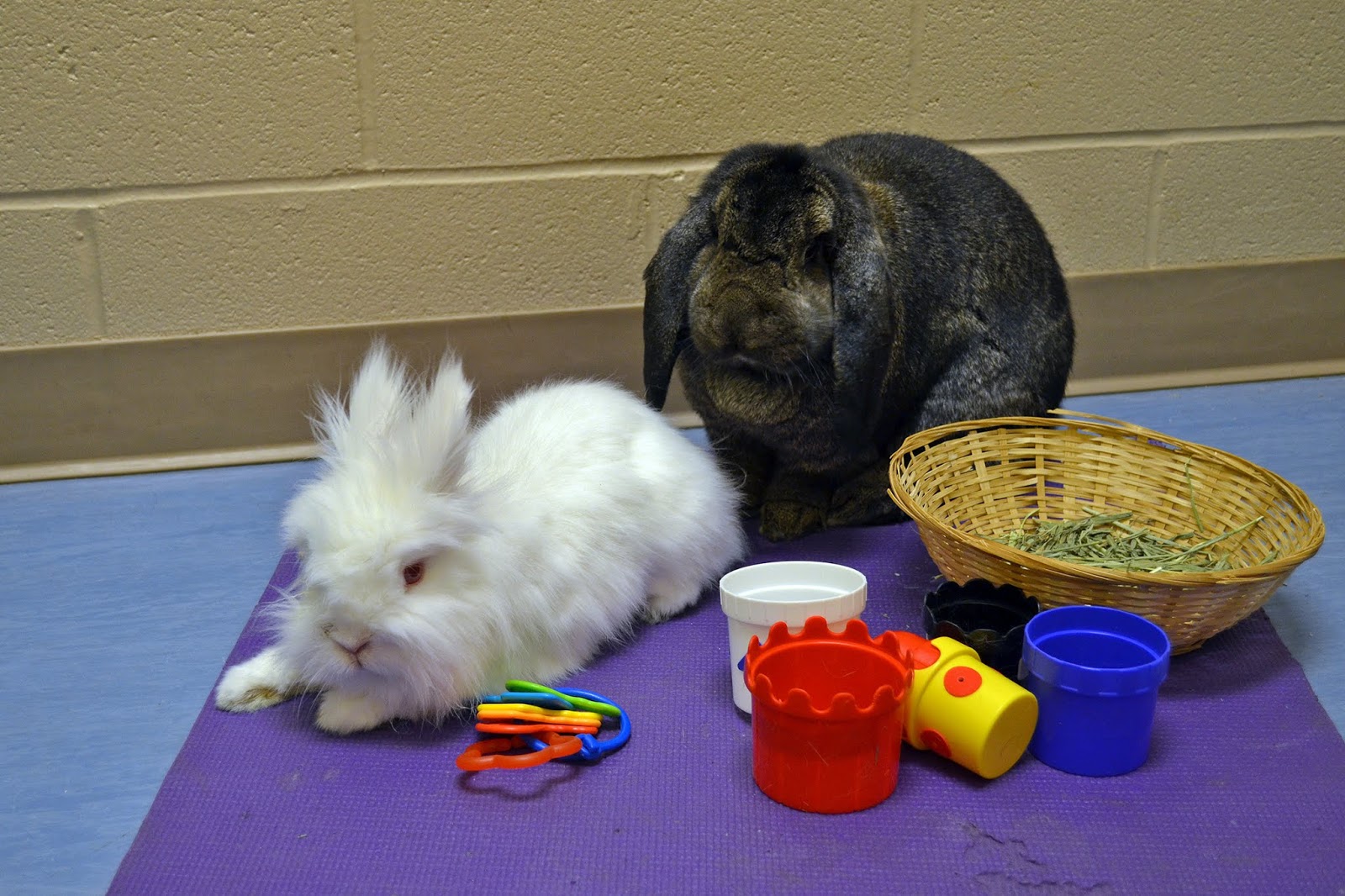 Bonded Pairs: The Importance of Bunny Relationships - Animal Friends, Inc.
