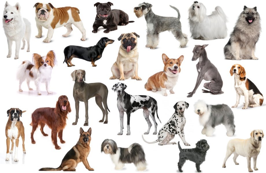 SWEET DOG How to Choose A Dog Breed