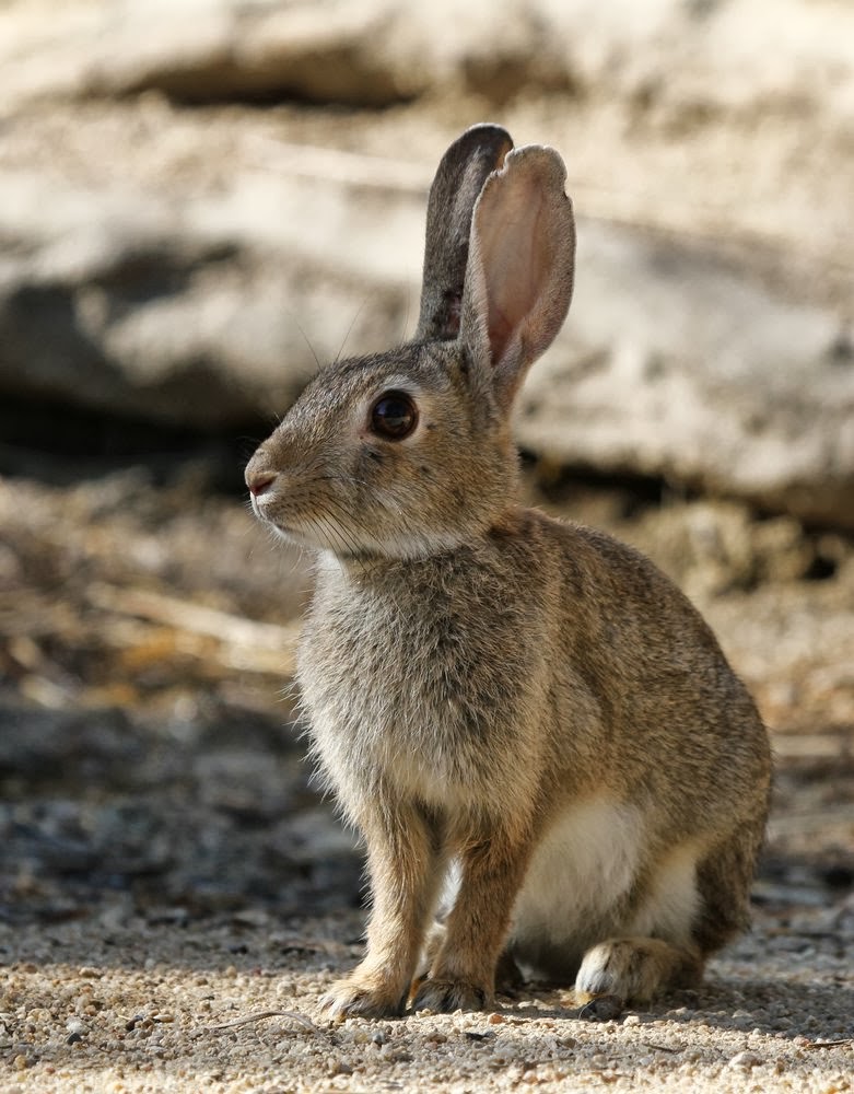 Mirando el campo por el objetivo.: El final de la cría.