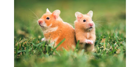 All About Syrian Hamsters - Petopedia