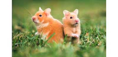 Syrian Hamster Species