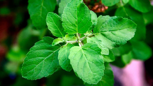 Holy Basil Works to Reduce Stress and Defeat Cancer Holy_Basil