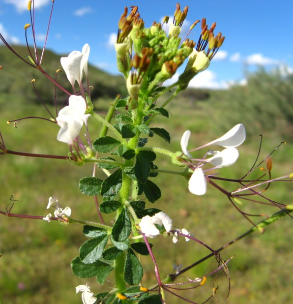 Spider flower; Cat's-whiskers; yang jiao cai; Gynandropsis gynandra (L.) Briq.