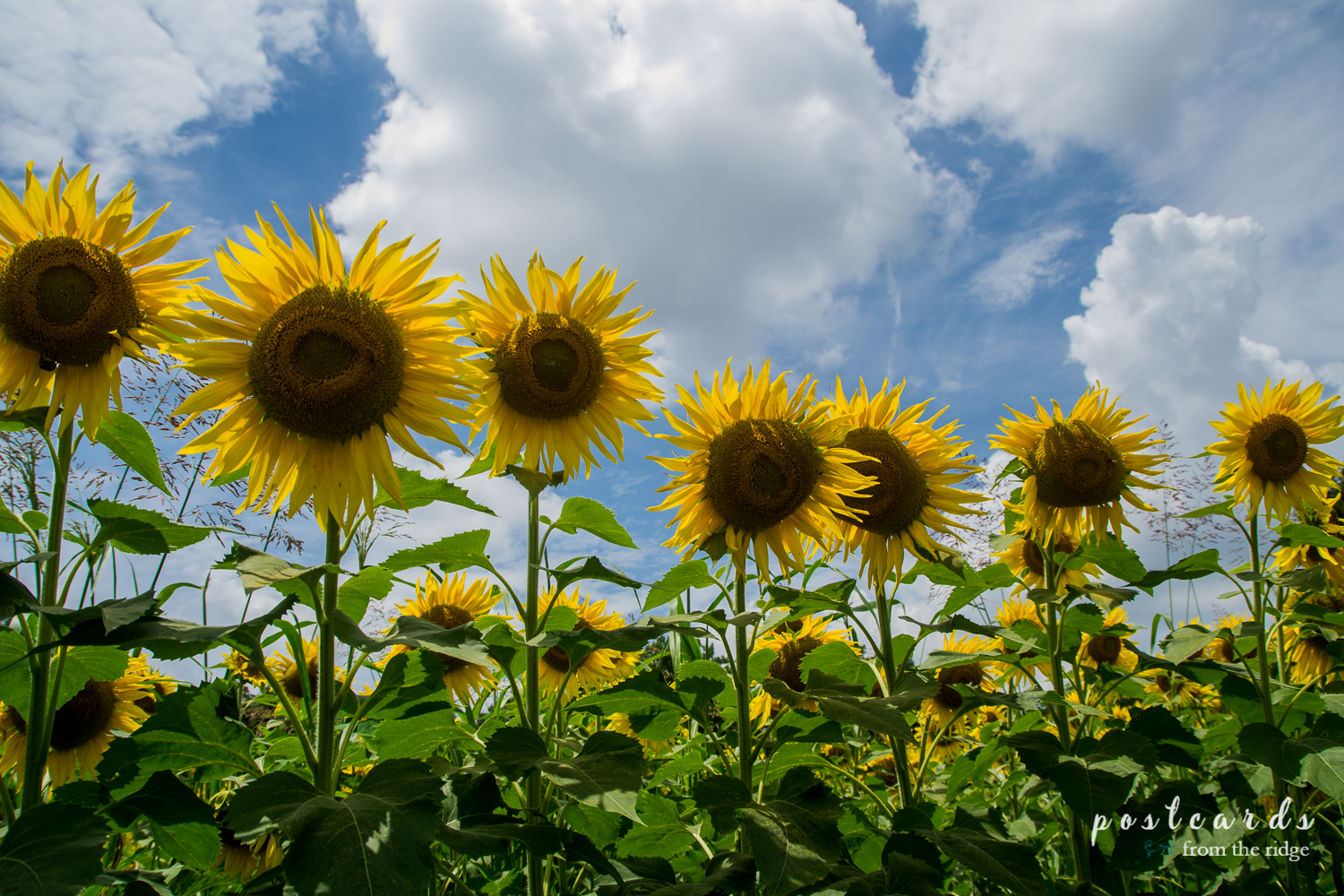 Dreamy Sunflower Field at Knoxville's Forks of the River Wildlife