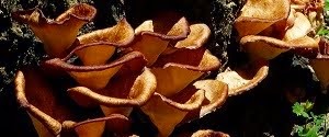 真菌界 Fungi