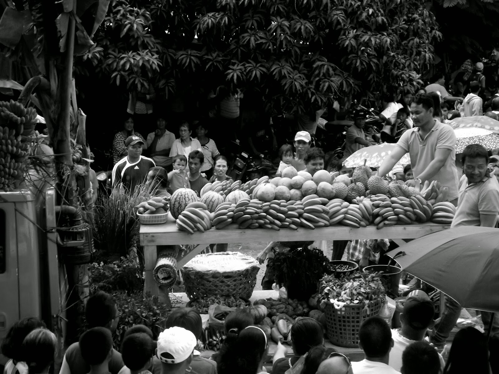 Bonsai Makisig San Isidro, Davao Oriental, Bonsai Festival 2014, Mt