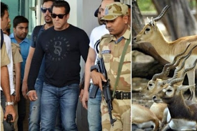 Salman Khan facing up to six years in jail for killing rare antelope lailasnews 4