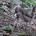 Японски биолози заснеха макак, опитващ сношение с елен (видео)
