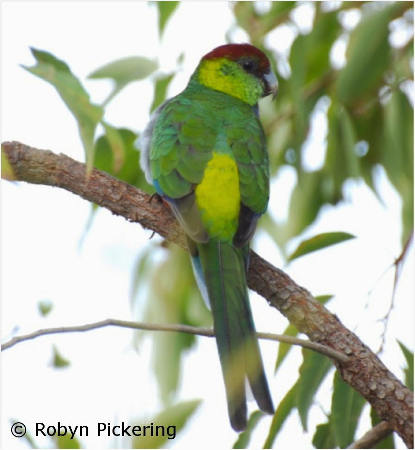 Leeuwin Current Birding: South-west Endemics Part 4: Red-capped Parrot ...