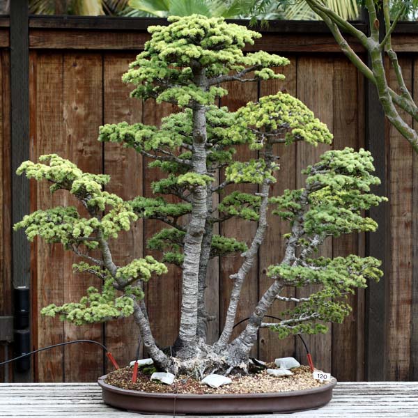 The Bonsai Blog Bonsai Styles The Basic Five Styles