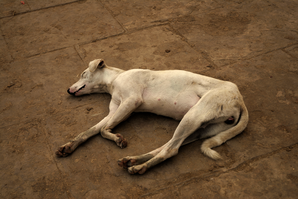 Photo of dog sleeping in India.