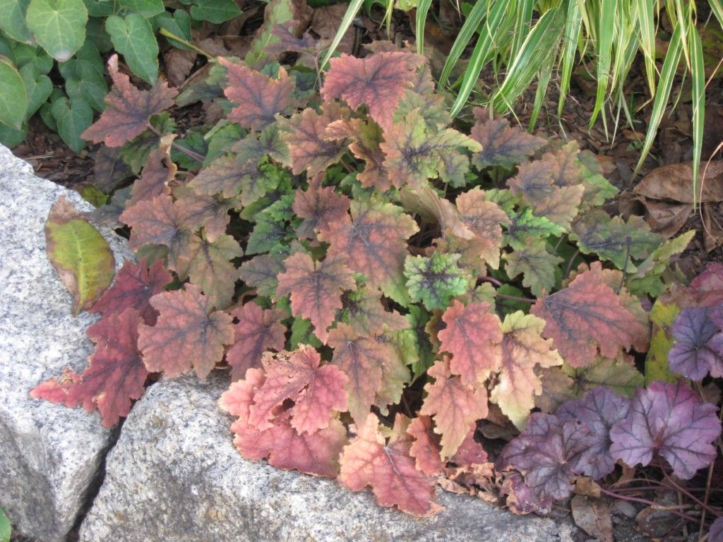 Fifty shades of green Tiarella 'Pirate's Patch'