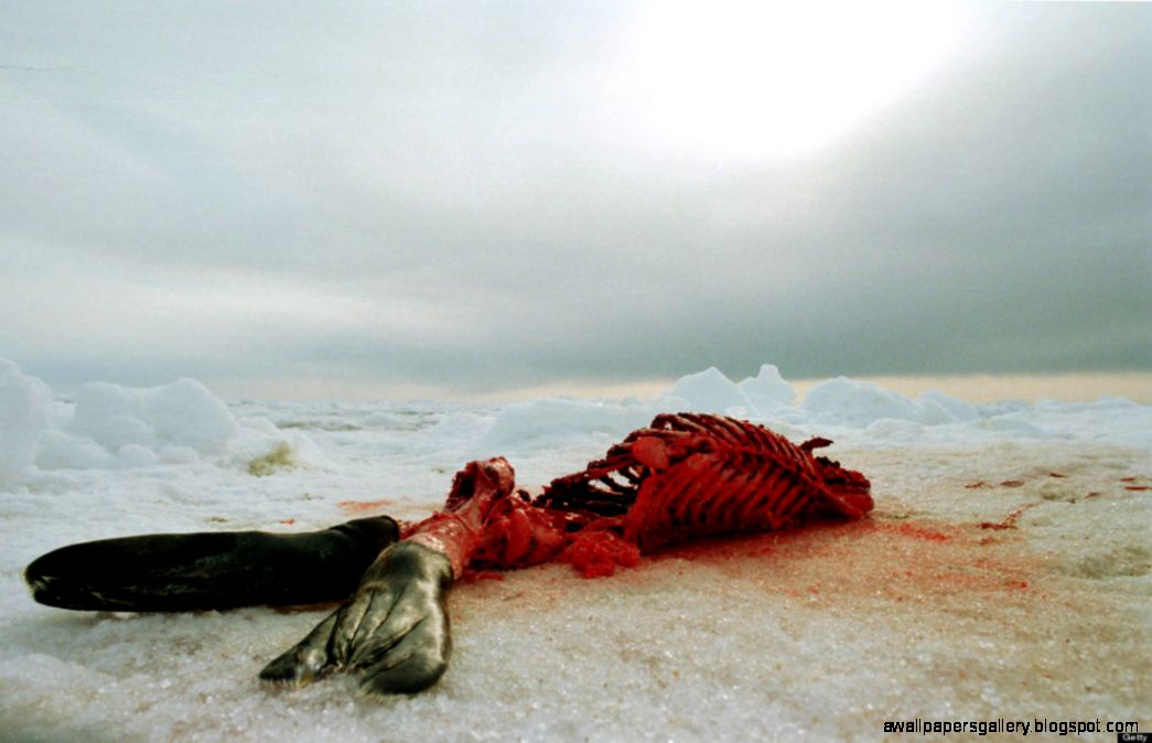 seal hunt in Canada   Occupy for Animals