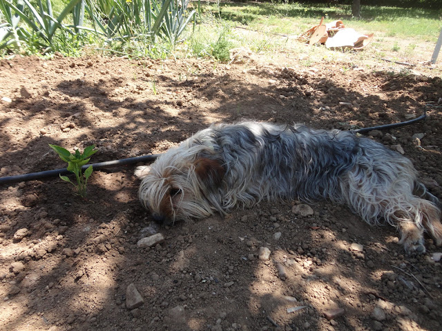 PERROS TUMBADOS EN UNA PLANTACIÓN DE MATAS DE PIMIENTOS