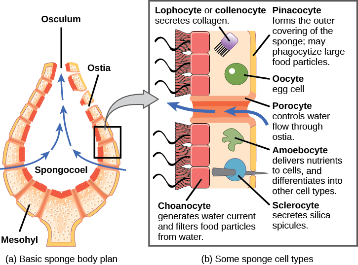 Ciencias de Joseleg: 2 REPRODUCCIÓN Y CICLO DE VIDA DE LAS ESPONJAS