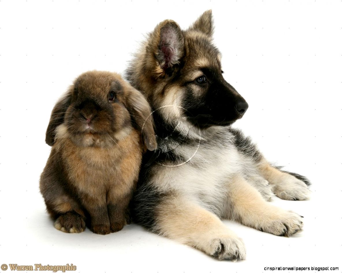 German Shepherds and Rabbits