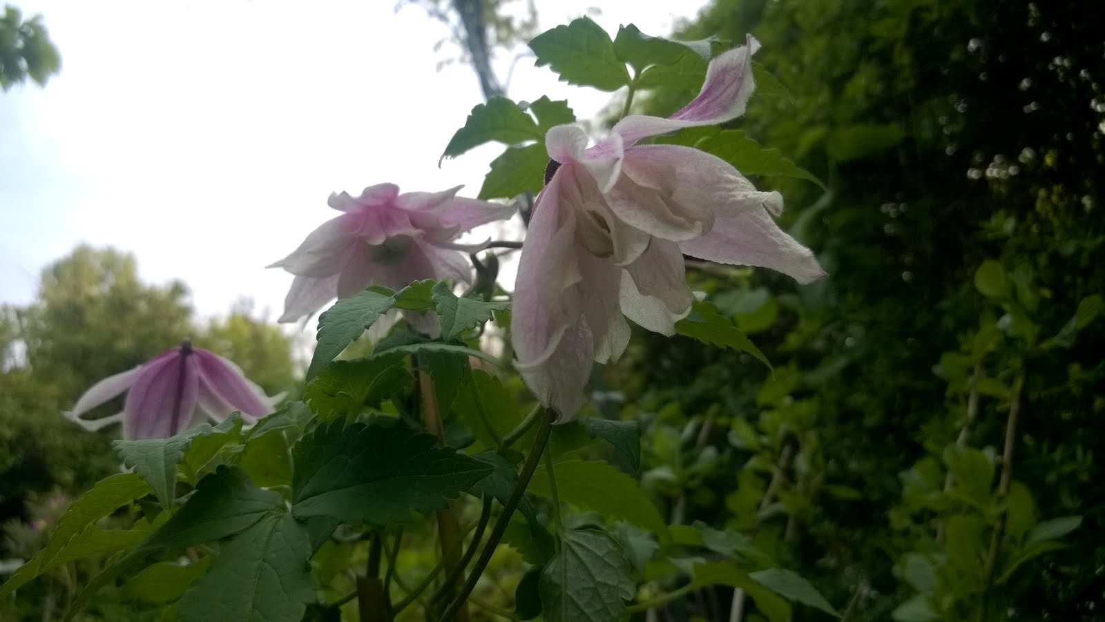 Nettes lille have: mine klematis