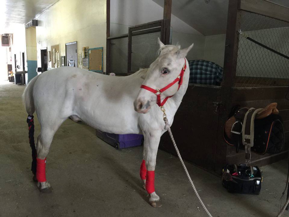Hope and Horses Why Are White Horses Called Gray?