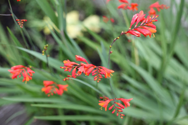 colourful garden 