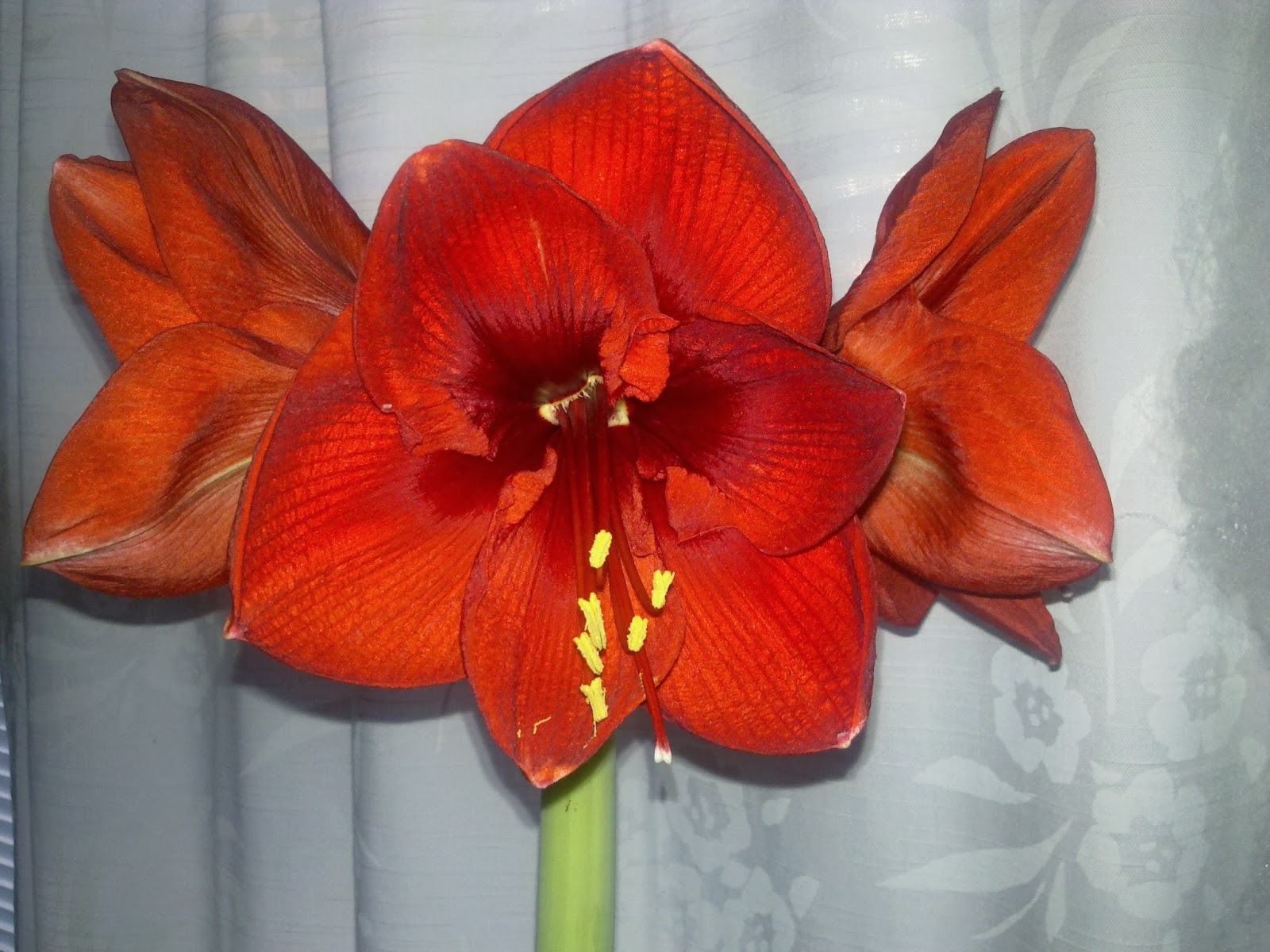 amaryllis