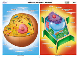 Las células animales y vegetales.-