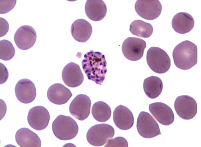 A hemosporidia életciklusa