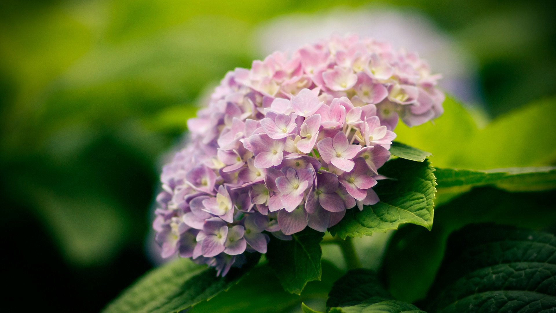 Flowers Macro HD Wallpapers