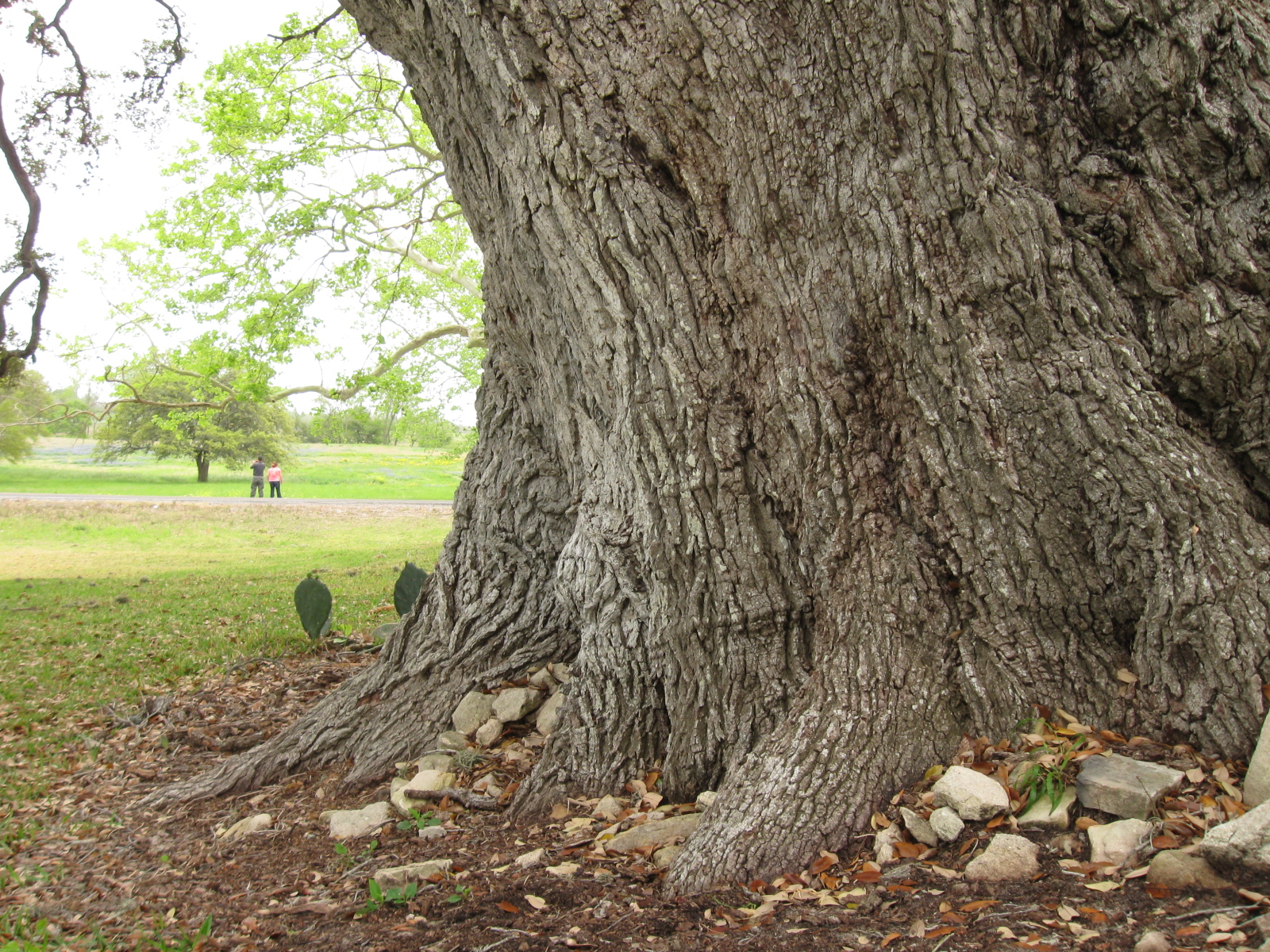 Remarkable Trees of Texas THE MASSIVE OAK AT OLD BAYLOR PARK NEAR BRENHAM