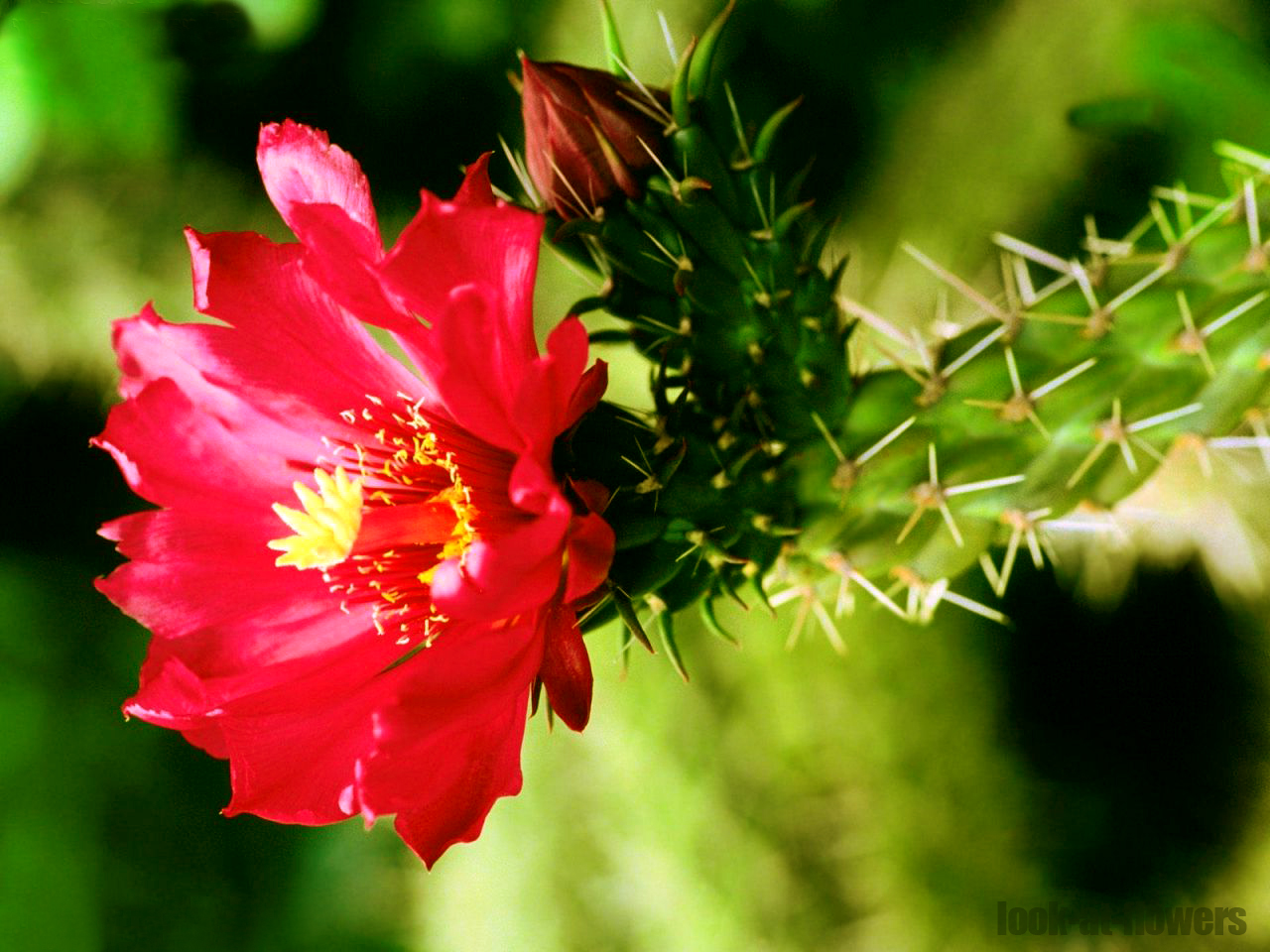 Red cactus flowersPictures of flowers