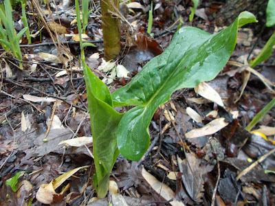 Arum maculatum Green Fingered Blog