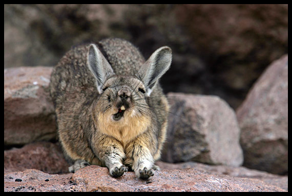 The Natural World: Animal of the Day: Viscacha