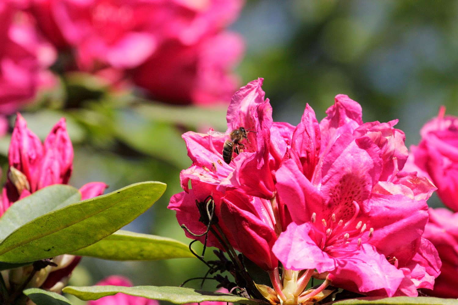 R&R.Natuurlijk Ronzon Ardennen Arboretum Robert Lenoir