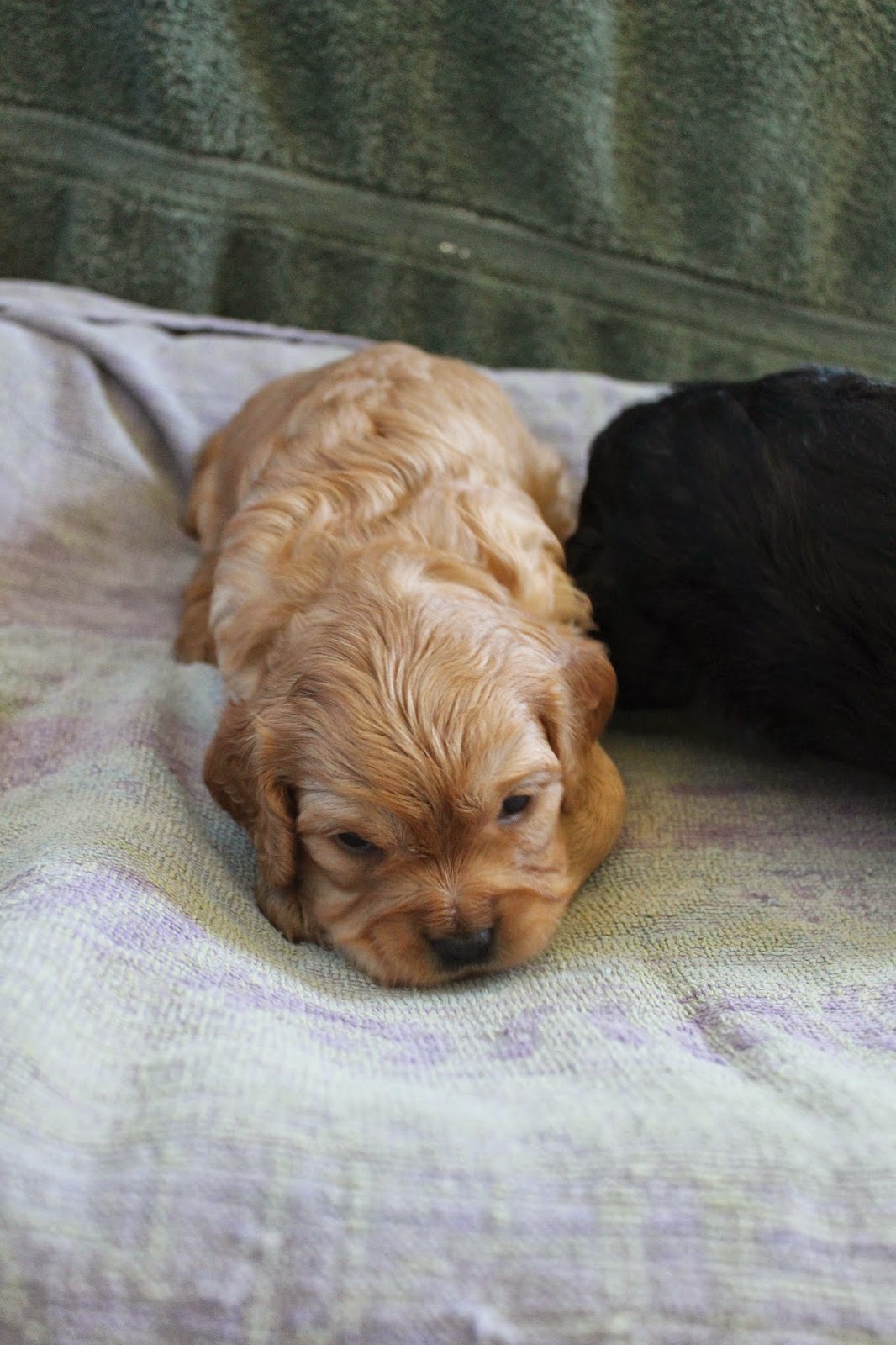 Cavies, Doodles and Poo: Golden Cavadoodle Puppies