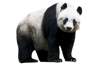 Panda png (Transparent Background)