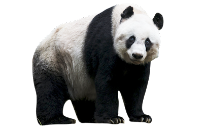 Panda png (Transparent Background)