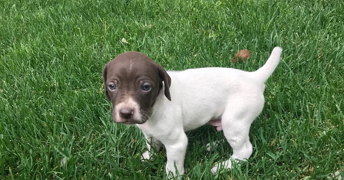 Gunsight Kennels Puppies For Sale SOLD